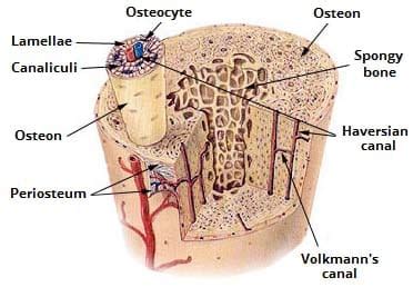 Spongy Bone Diagram