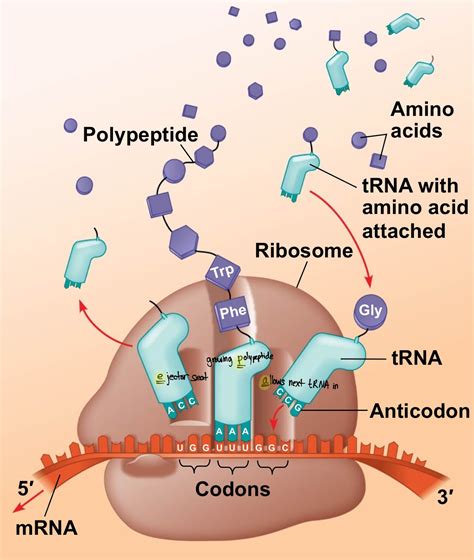 Diagram Of Translation Labeled