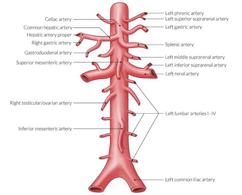 Lumbar Arteries From Abdominal Aorta