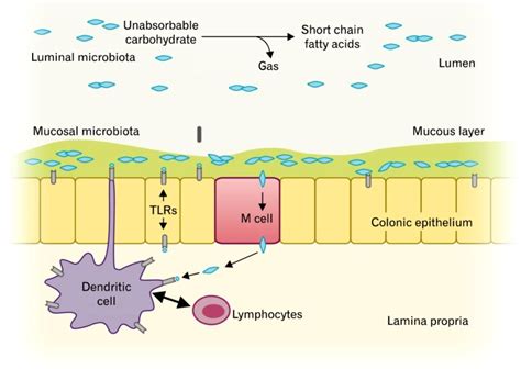 Luminal and mucosal colonic microbiota and their roles in gut... | Download Scientific Diagram