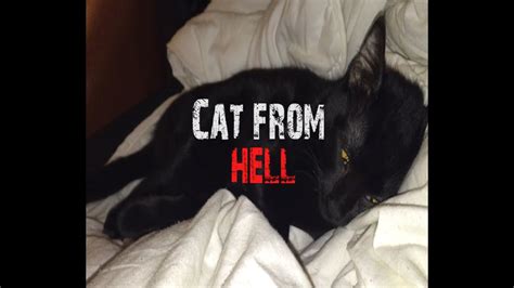 Cat from hell - YouTube