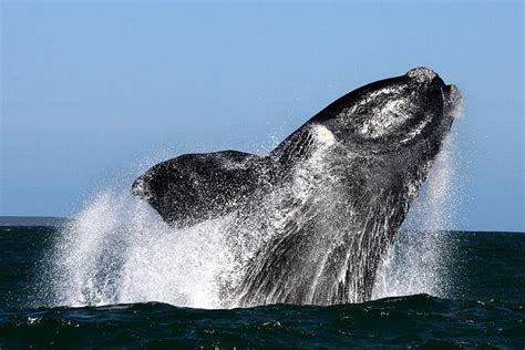 2024 Whale Watching from Gansbaai provided by Ivanhoe Sea Safaris