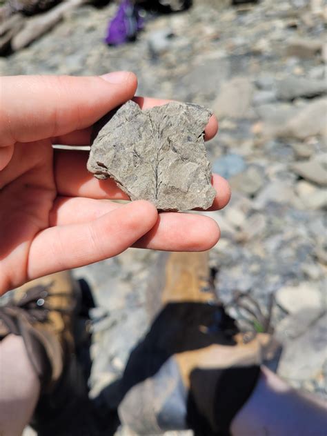 Racehorse Creek Fossil bed in Washington state : r/fossils