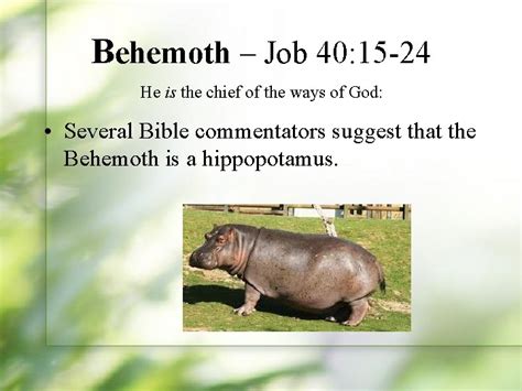 Mysterious Creatures Of The Bible Behemoth Job 40