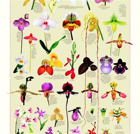 Orchids: Types of Orchids