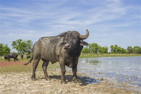 Water buffalo release boosts natural dynamics in the Danube Delta | Rewilding Europe