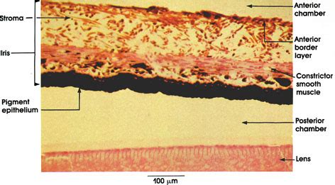 Iris Histology