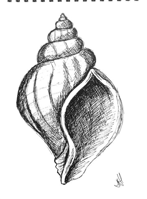 Pen drawing of a shell | Shell drawing, Pen art drawings, Art drawings ...