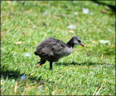 Lake Monger Perth | BIRDS in BACKYARDS