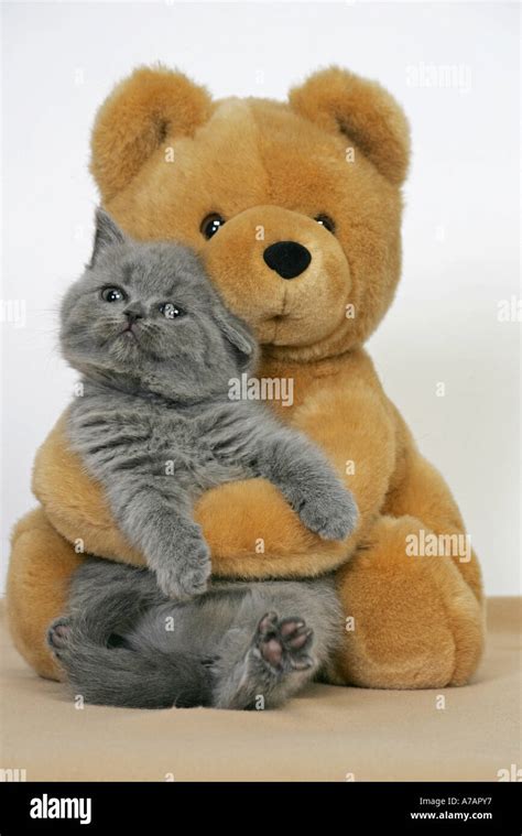 KITTEN WITH TEDDY BEAR Stock Photo: 6731574 - Alamy