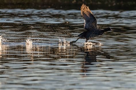 A Colorado River Drought Contingency Plan Is in Place—Now What? | Audubon