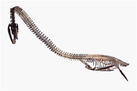 Snake Skeleton Png - Dinosaur Body With Bones , Free Transparent ...