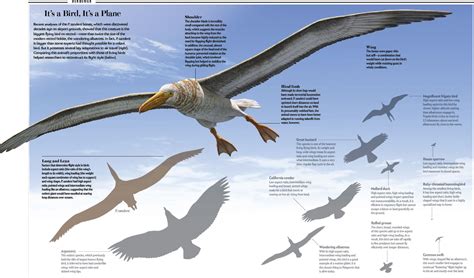 Largest Flying Bird