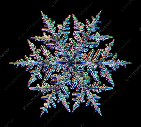 Light micrograph of a fernlike stellar dendrite snowflake. Snowflakes ...