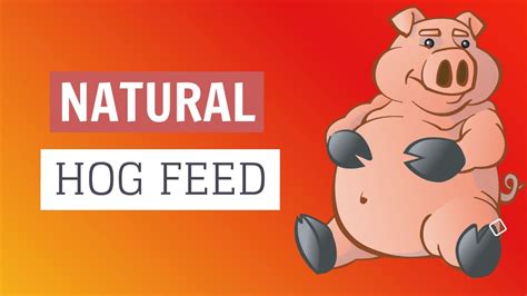 Hog Raising Feeding Guide - YouTube