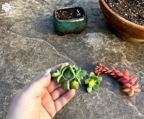 How to Grow Succulent Cuttings! | The Succulent Eclectic