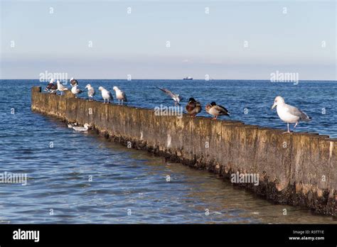 on the beach of kuehlungsborn Stock Photo - Alamy