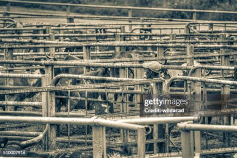 Nguni Cattle Photos and Premium High Res Pictures - Getty Images