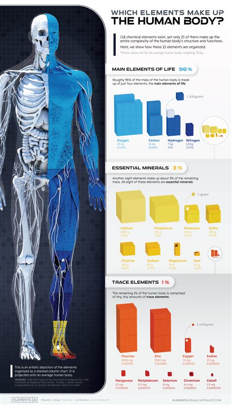 What Chemical Elements Make up the Human Body?