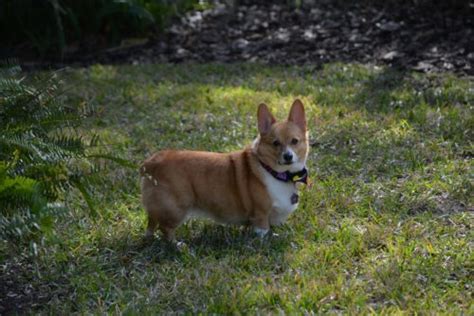 Corgi Health Problems & Issues | Canna-Pet®