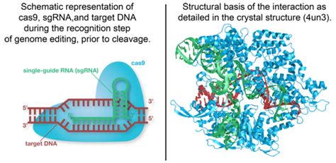 Cas9 - Proteopedia, life in 3D