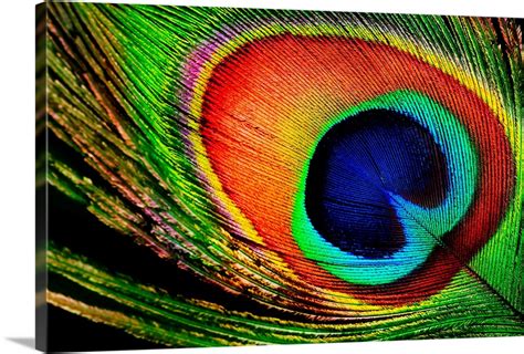 Peacock Feather Close-up Wall Art, Canvas Prints, Framed Prints, Wall Peels | Great Big Canvas