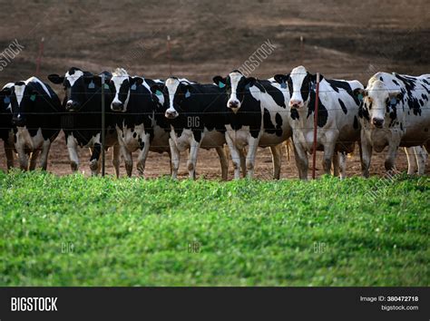 Dairy Cows Farm. Image & Photo (Free Trial) | Bigstock