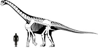 Camarasaurus - Everything Dinosaurs