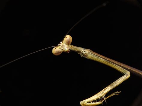 Download free photo of Praying mantis,stick,insect,wildlife,nature - from needpix.com