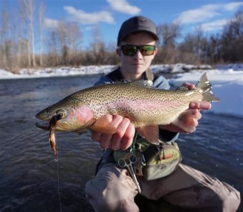 Western Montana Fish Species - The Missoulian Angler Fly Shop