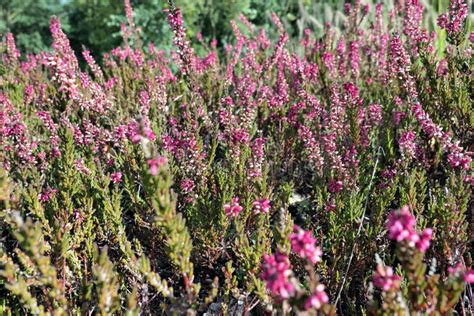 Erica Flower Ericaceae in Garden. Macro Stock Image - Image of macro ...