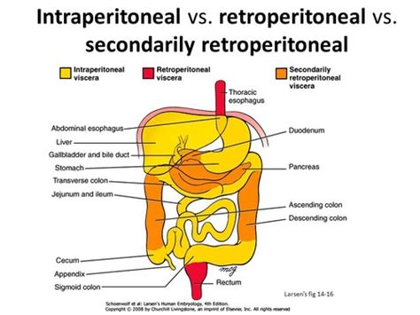 Anatomy of the Abdominal and Pelvic Parts of the Digestive System (Soneira) Flashcards | Quizlet