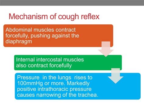 Mechanism of cough and sneeze reflex