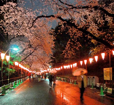 Night Cherry Blossom in Ueno Park 04 | Ueno, Tokyo, Japan 3… | Flickr ...