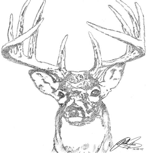 Buck Sketch Drawing by Richie Tatum - Pixels