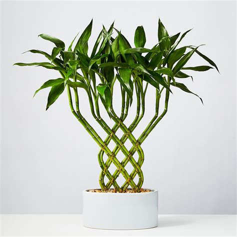 Feng Shui Plants | Indoor Plants | Plants.com