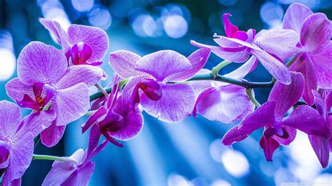 nature, flowers, purple flower, bokeh, blue HD Wallpaper