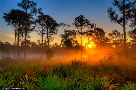 Sunrise Over Foggy Morning in Florida Pine Woods | HDR Photography by Captain Kimo