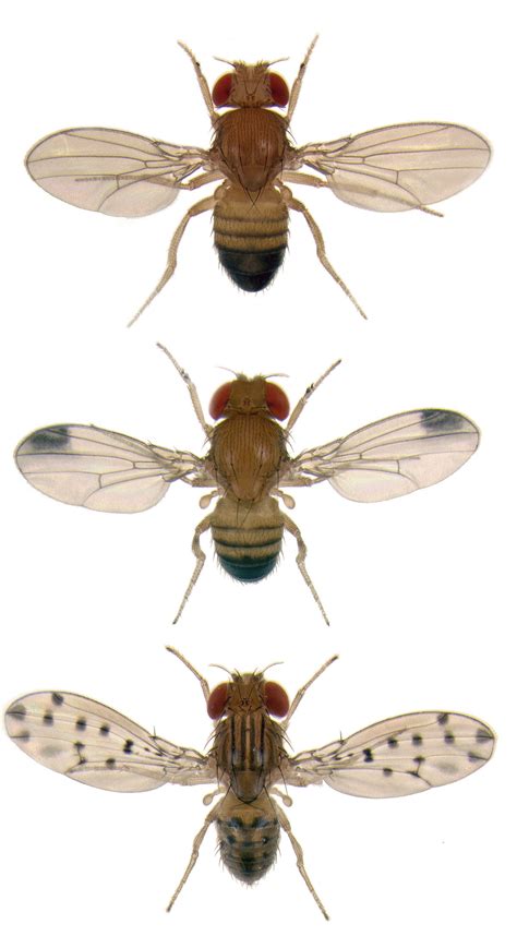 caption different species of fruit flies exhibit remarkably different ...