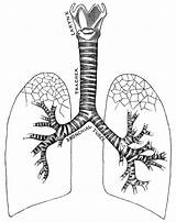 Respiratory System Coloring Circulatory Drawing Pages Body Systems  sketch template