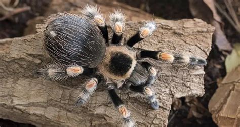 Tarantulas as Pets: Pros & Cons + What Should You Know?