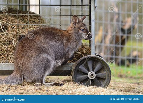 Wallaby stock photo. Image of side, outdoor, outdoors - 124607440