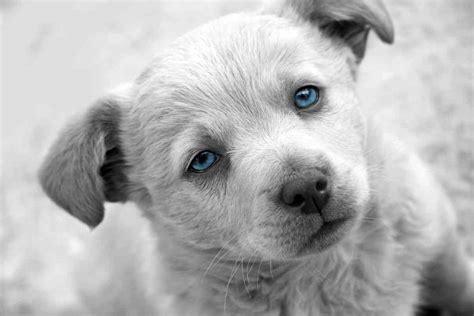 Black Lab Puppies With Blue Eyes