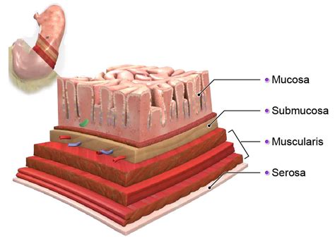 Overeating: The anatomy and physiology of how the stomach works