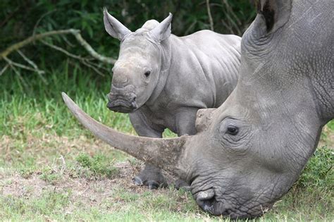 Rhino Facts - Animal Facts Encyclopedia