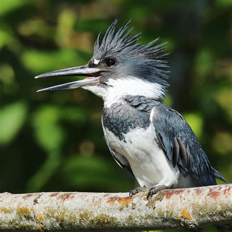 North American Kingfisher Bird