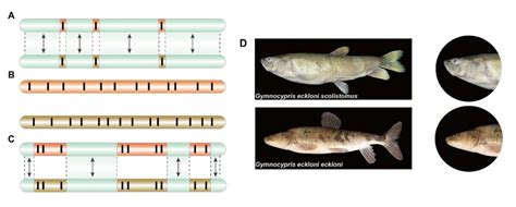 Gene flow modes under sympatry, allopatry and parapatry, and geographic ...