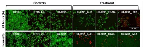 High resolution fluorescence images for analysis of cell death by... | Download Scientific Diagram