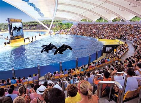 Orca Skyla Dies at Loro Parque Zoo - The Whale Sanctuary Project | Back ...