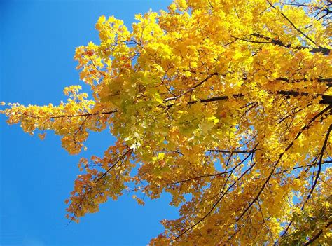 Yellow Maple Tree · Free photo on Pixabay